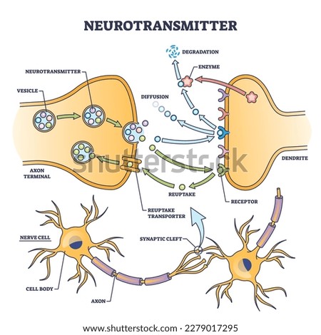 Neurotransmitter process detailed anatomical explanation outline diagram. Labeled educational scheme with vesicle, axon terminal, enzyme production and receptors vector illustration. Synapse impulse. Royalty-Free Stock Photo #2279017295