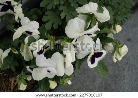 White-purple Viola wittrockiana blooms in a flower box on the windowsill. The garden pansy, Viola wittrockiana, is a type of large-flowered hybrid plant cultivated as a garden flower. Berlin, Germany