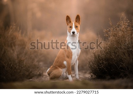 Basenji dog puppy in nature Royalty-Free Stock Photo #2279027715