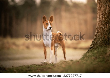 Basenji dog puppy in nature Royalty-Free Stock Photo #2279027717