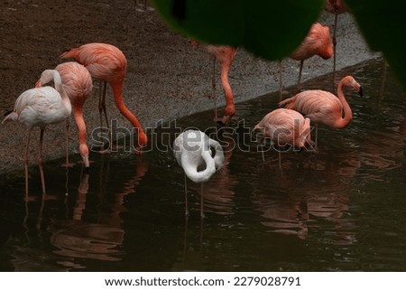 A beautiful American Flamingo walking in a pond
