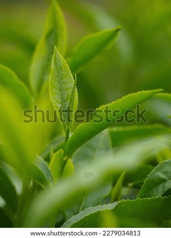 Fresh Tea Leaf and bud