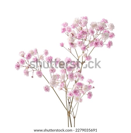 Beautiful colorful gypsophila flowers on white background Royalty-Free Stock Photo #2279035691