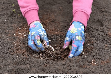 Gardener plants rhizomes of flowers in early spring.
 Royalty-Free Stock Photo #2279036807