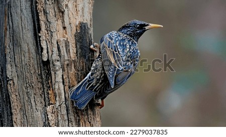 This is a beautiful bird  Common starling 
Edit
The common starling (Sturnus vulgaris), also known as the European starling in North America and simply as the starling in Great Britain a