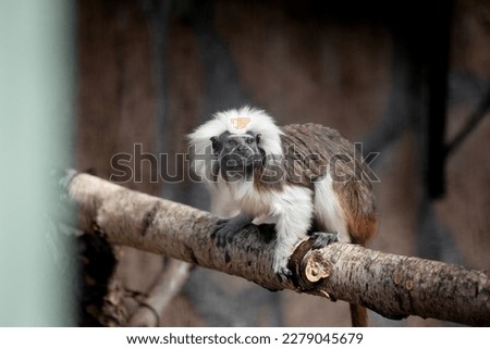 An adult cotton tamarin (Saguinus oedipus) sits on a tree branch. small primates. The monkey is sitting on a branch. Endangered species of primates, animal protection. Royalty-Free Stock Photo #2279045679