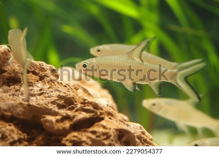 Different fish in an aquarium.  