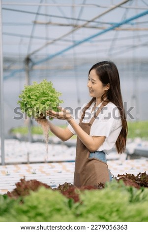 Smiling Asian farmer is harvesting, sorting vegetable in an industrial organic hydroponic farm. Business agriculture concept