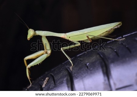 Green Mantis On the Black Tyre, Macro Pictures