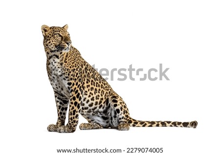 Side view of a Spotted leopard sitting in front and looking away, isolated on white