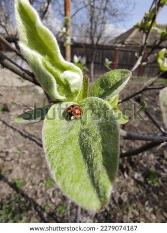 Spring time,beautifull nature,ladybug,country side picture,no filter