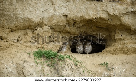 The Little Owls in a Cave in the Danube Delta of Romania