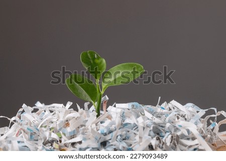 Young tree pops out of scrap paper in cardboard box (Text appears in Thai characters which can't translate because it was cut off, damaged by the document shredder.) For save world ot recycle concept.