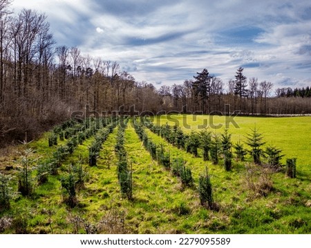 Reforestation in mixed forest by planting young trees Royalty-Free Stock Photo #2279095589