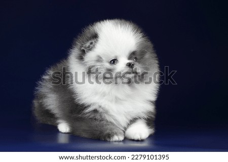 Cute fluffy Pomeranian puppy on a blue background Royalty-Free Stock Photo #2279101395