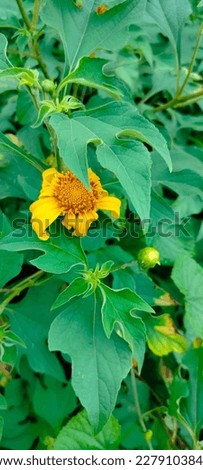 How much can a mexican sunflower grow?