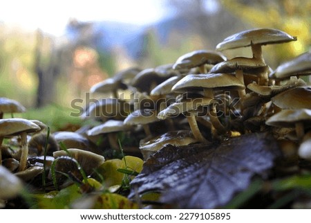 Mushrooms from the Argentine Patagonian forest  Royalty-Free Stock Photo #2279105895