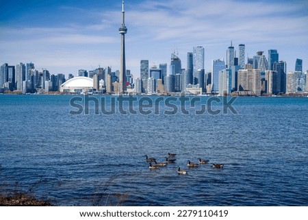geese in lake ontario with toronto skyline on background