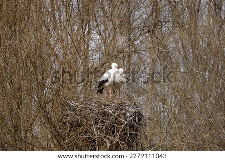 Picture of two storks in the grey-brown nest shortly after their arrival in winter
