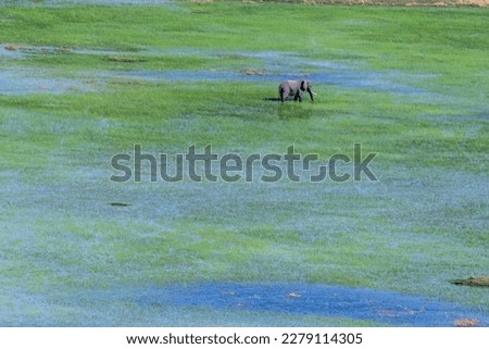 Aerial telephoto shot of an African Elephant wading through the shallow waters of the Okavango Delta in Botswana.