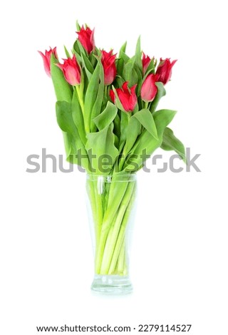 Bouquet of red tulips in a clear vase. Isolated on white background Royalty-Free Stock Photo #2279114527