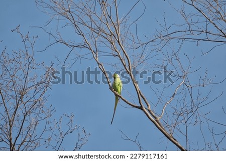 A view of a parrot