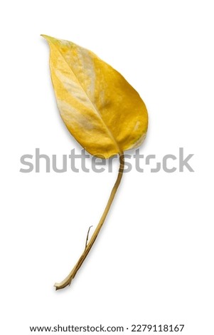 close-up of a solitary yellow leaf from a popular house plant - money plant (Epipremnum aureum), isolated on a white background.