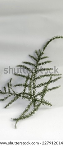Norfolk island pine or Araucaria heterophylla on white background.