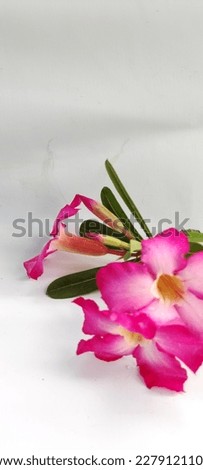 Adenium Arabicum flowers are pink and beautiful