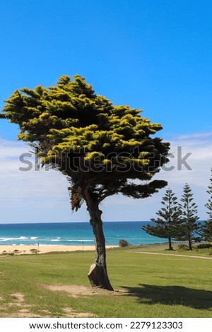 tree, green grass and clear blue sky view, nature photography