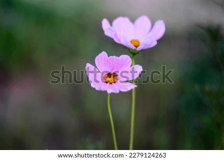 A small bee sits on the pollen of a flower.
: picture in Thailand