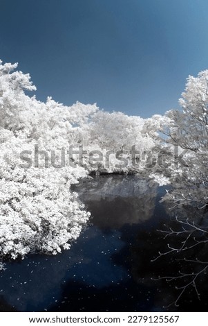 infrared landscape Outdoor park, Bright day, white trees