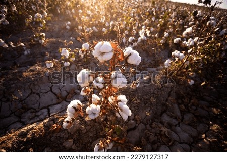 The rays of the sun warm the field with cotton