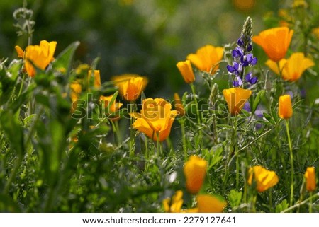 California poppies and lupine in the Sonoran Desert during a super bloom in March of 2023. Colorful spring wildflowers blanket the landscape in Saguaro National Park near Tucson, Arizona, USA.