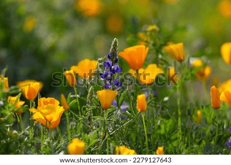 California poppies and lupine in the Sonoran Desert during a super bloom in March of 2023. Colorful spring wildflowers blanket the landscape in Saguaro National Park near Tucson, Arizona, USA.