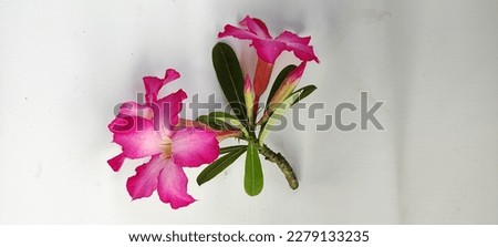 Adenium Arabicum flowers are pink and beautiful