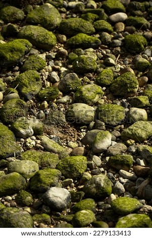 Stones on a beach in Serra da Arrábida in Setúbal full of green slimes.