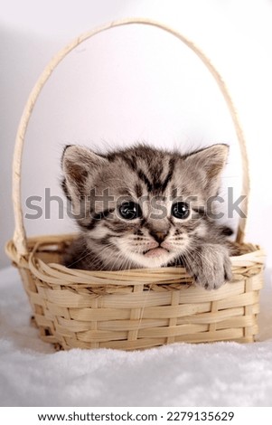 Little kitten fortnightly age. Two week old Baby Cat. Funny Pet on a cozy wicker basket. Cute pet lifestyle picture