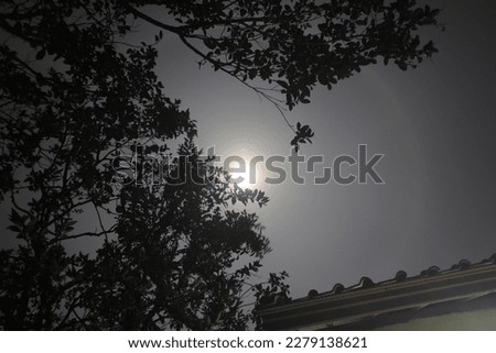 Moon Halo landscape with tree silhouette at the midnight