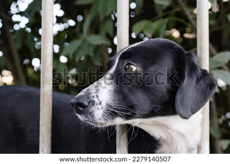 Black-and-white spotted dog with long ears behind a fence made of metal rods looks into the distance, guards the yard. Pets