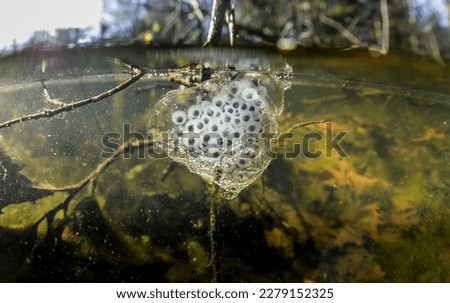 Underwater image of spotted salamander eggs from massachusetts