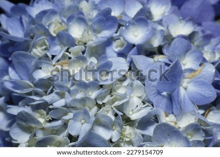 purple hydrangea flowers. flower macro photo.