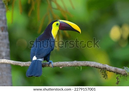 Chestnut-mandibled toucan or Swainson’s toucan, Ramphastos ambiguus swainsonii. Yellow-throated toucan sitting on a branch in the rainforest around  BocaTapada in Costa Rica , Сentral America