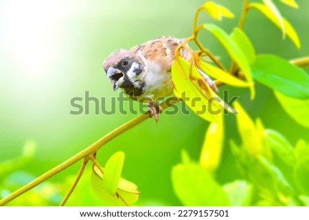 A sparrow is perched on a branch. of cat's milk flower to eat pollen and seeds