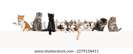 groups of different cats leaning on a empty web banner to place text.    Empty space for text, isolated on white