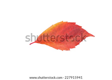 bright beautiful autumn red leaf