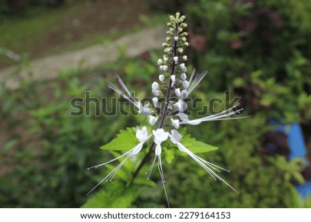 cat whiskers flower is a tropical flower with white petals.