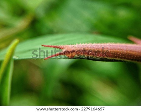 selective focus of red caterpillar on a leaf,animal macro photography