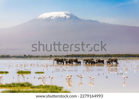 Mount Kilimanjaro with a herd of elephants walking across the foreground. Amboseli national park, Kenya. Royalty-Free Stock Photo #2279164993