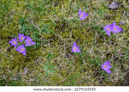 blooming crocuses in the meadow, close-up view. Crocus flowers in the grass. Purple and yellow spring flowers. Beautiful crocuses on a spring day. purple crocuses in the grass, top view. 